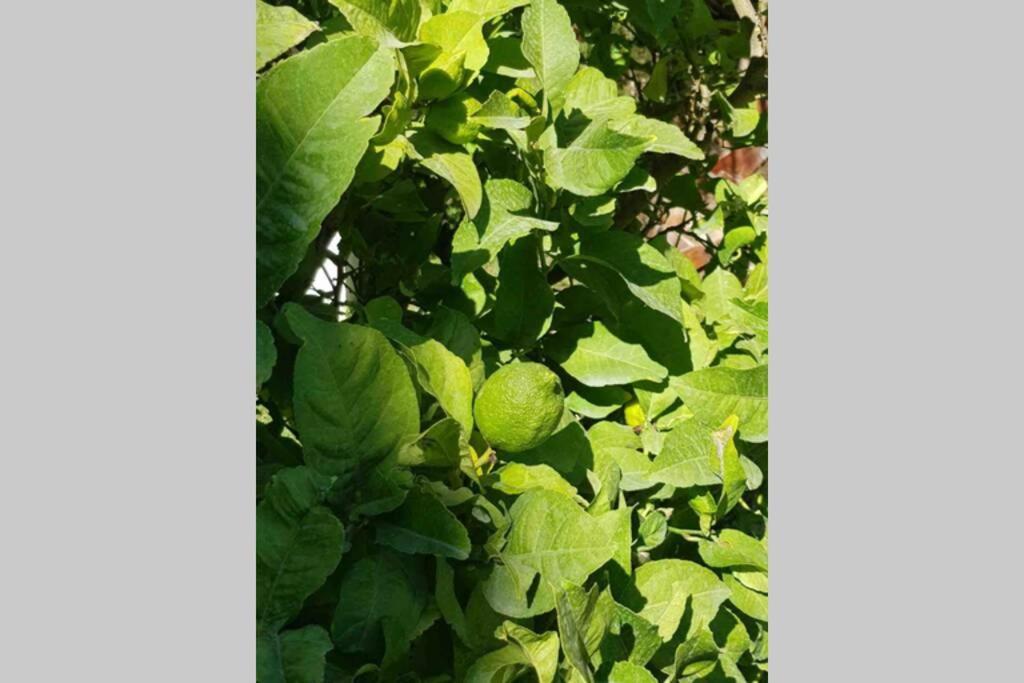 토레몰리노스 Casa Rustica 아파트 외부 사진